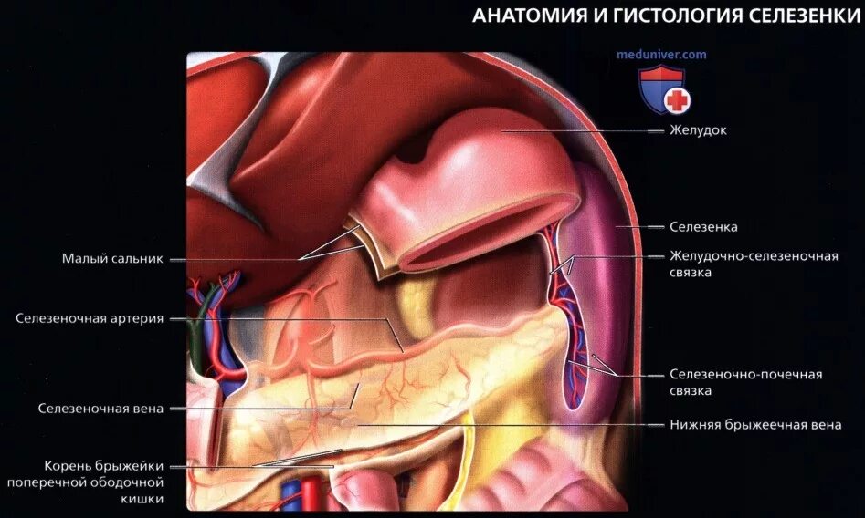 Селезенка анатомия. Физиология селезенки. Диафрагмально селезеночная связка. Малые размеры селезенки латынь