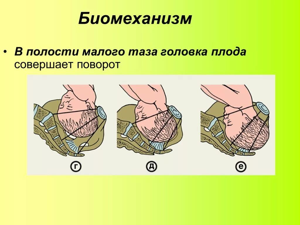 Головка плода в полости малого таза