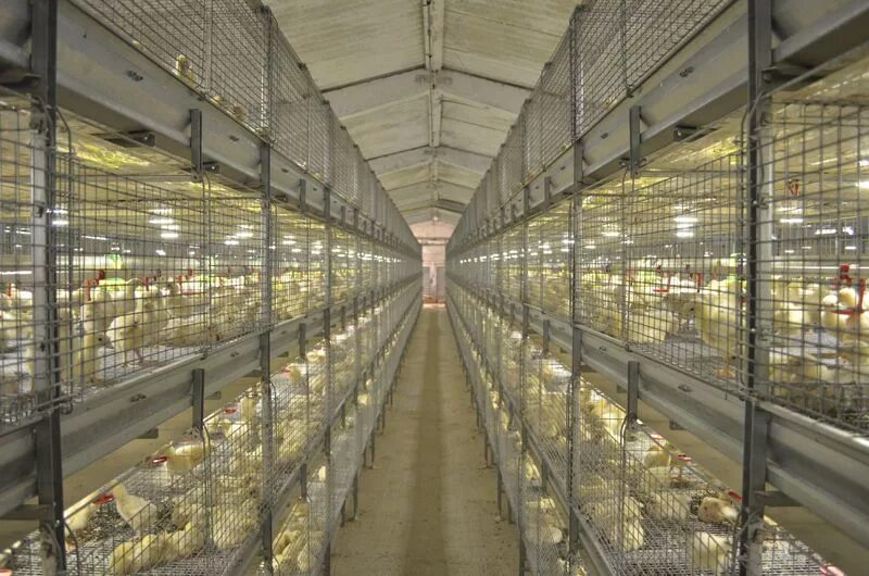 Клетка для курей бройлеров. Птицеферма на 5000 кур несушек. Птичник клеточного содержания. Птицефабрика бройлерная яичная. Оборудование для птицефермы.