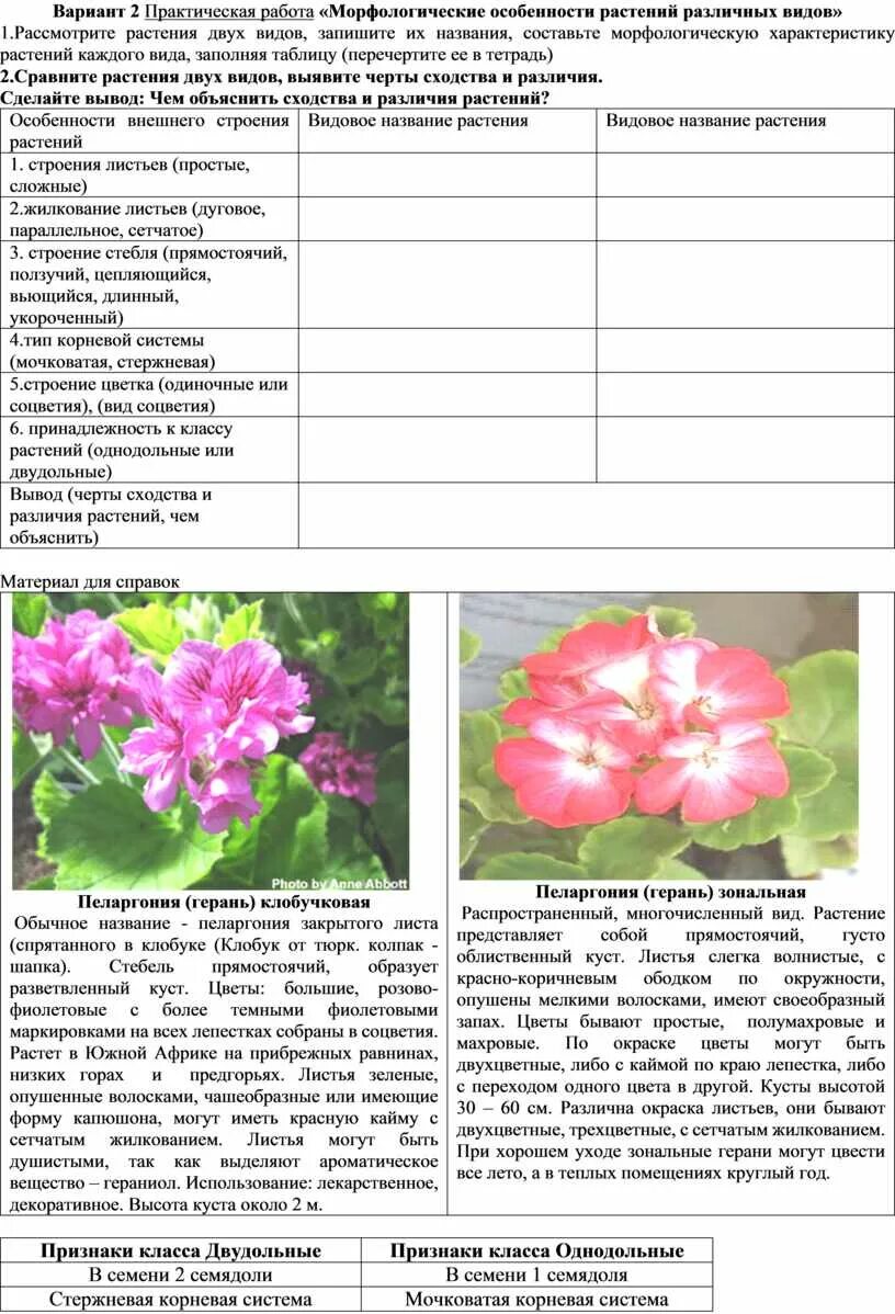 Практическая работа растения