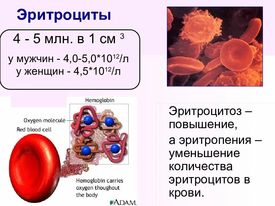 Эритроциты 5 что значит. Состав крови эритроциты функции. эритроциты мм3 в крови. эритроциты в крови4.09. нормы крови физиология.
