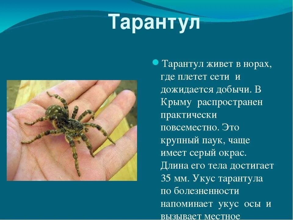 Тарантул - фото, описание, содержание, питание, купить