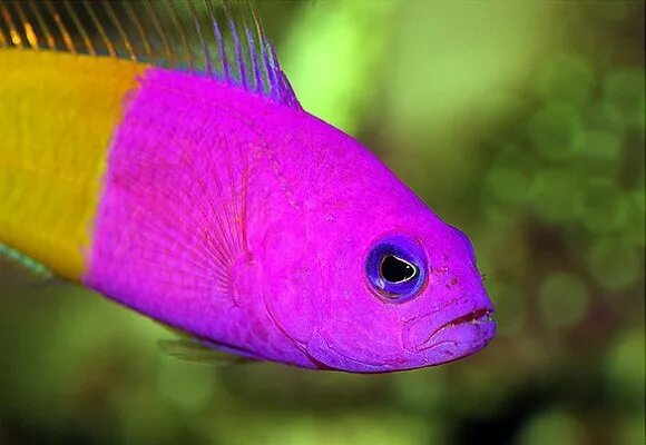 фиолетовые аквариумные рыбки. ложнохромис королевский. грамма королевская gramma loreto. аквариумные рыбки помацентровые. королевская рыба краткое море.