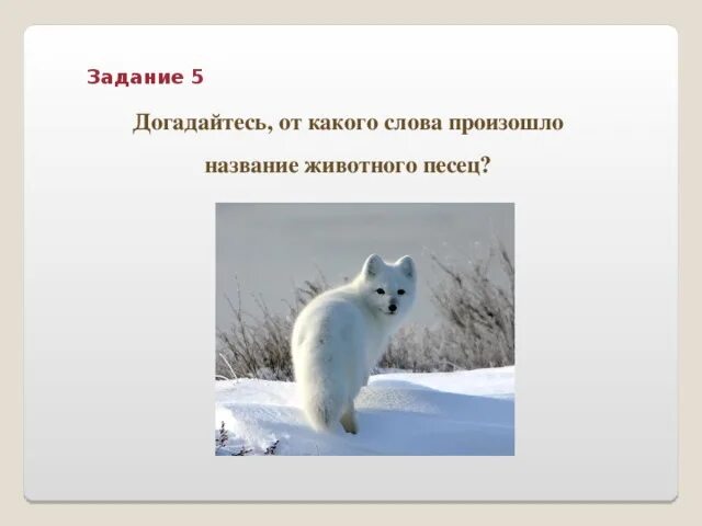 От какого слова произошло слово простить. Питомец от какого слова произошло. От какого слова произошло слово животное. От какого слова произошло. Название животное происходит от слов.