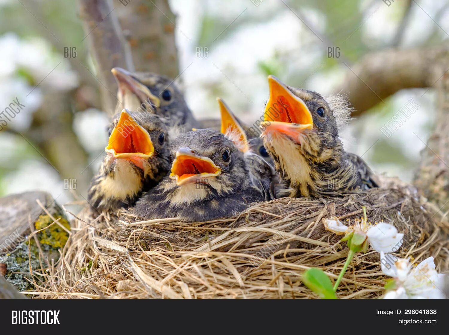 Nest group