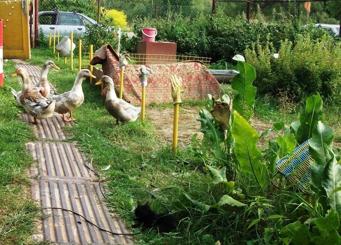 Игра найди кота. Загадка найди кота. Найди кота подсказки. Найдите кота. Игра найди кота ваську.