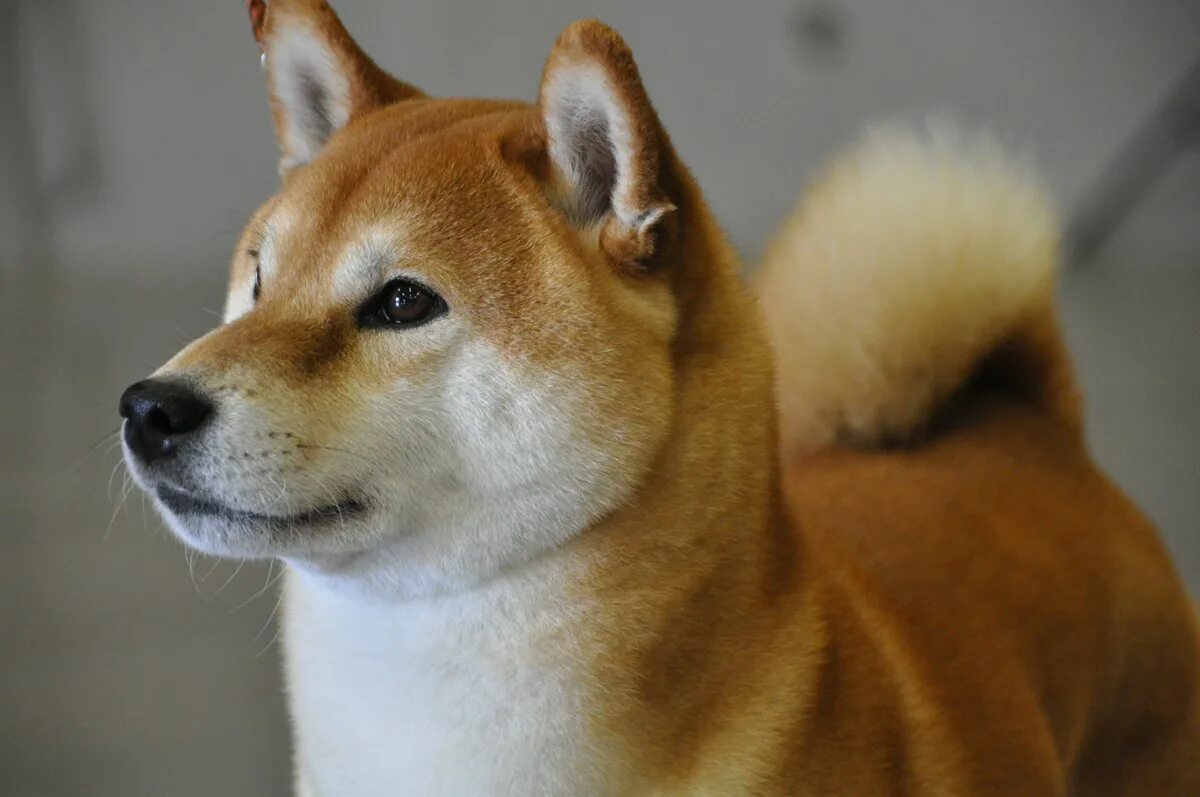 Какие породы ину. Сиба ину. Сиба-ину породы собак. Японская сиба ину. Шиба сиба ину порода собак.