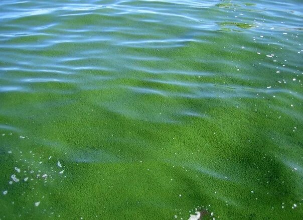 Маленькие водоросли. Зеленая вода в море. Плавающие водоросли. Мелкие водоросли в море. Водоросли в реке.