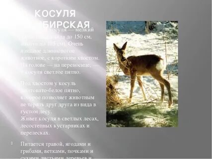 Косуля красная книга