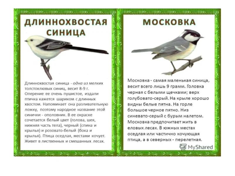 Сравнение птиц 3 класс. Размер и цвет оперения известных вам птиц 3 класс. Сравнивая размер и цвет оперения известных вам птиц. Сравниваем размер и цвет оперения птиц. Сравнение известных птиц по размеру и цвету оперения.