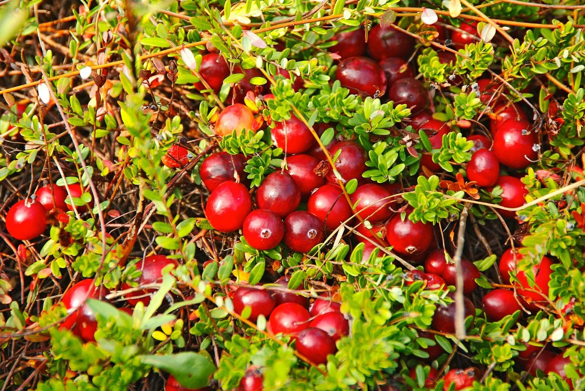 Брусника растет в болотистой местности. Клюква Болотная (Oxycoccus palustris). Cranberries (Vaccinium macrocarpon). Клюква ягода. Клюква крупноплодная Pilgrim (Пилигрим).