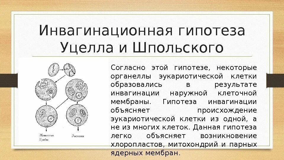 Инвагинационная гипотеза происхождения эукариот. Гипотезы происхождения эукариотических клеток. Инвагинационная теория происхождения клетки.. Гипотезы происхождения эукариотической клетки.