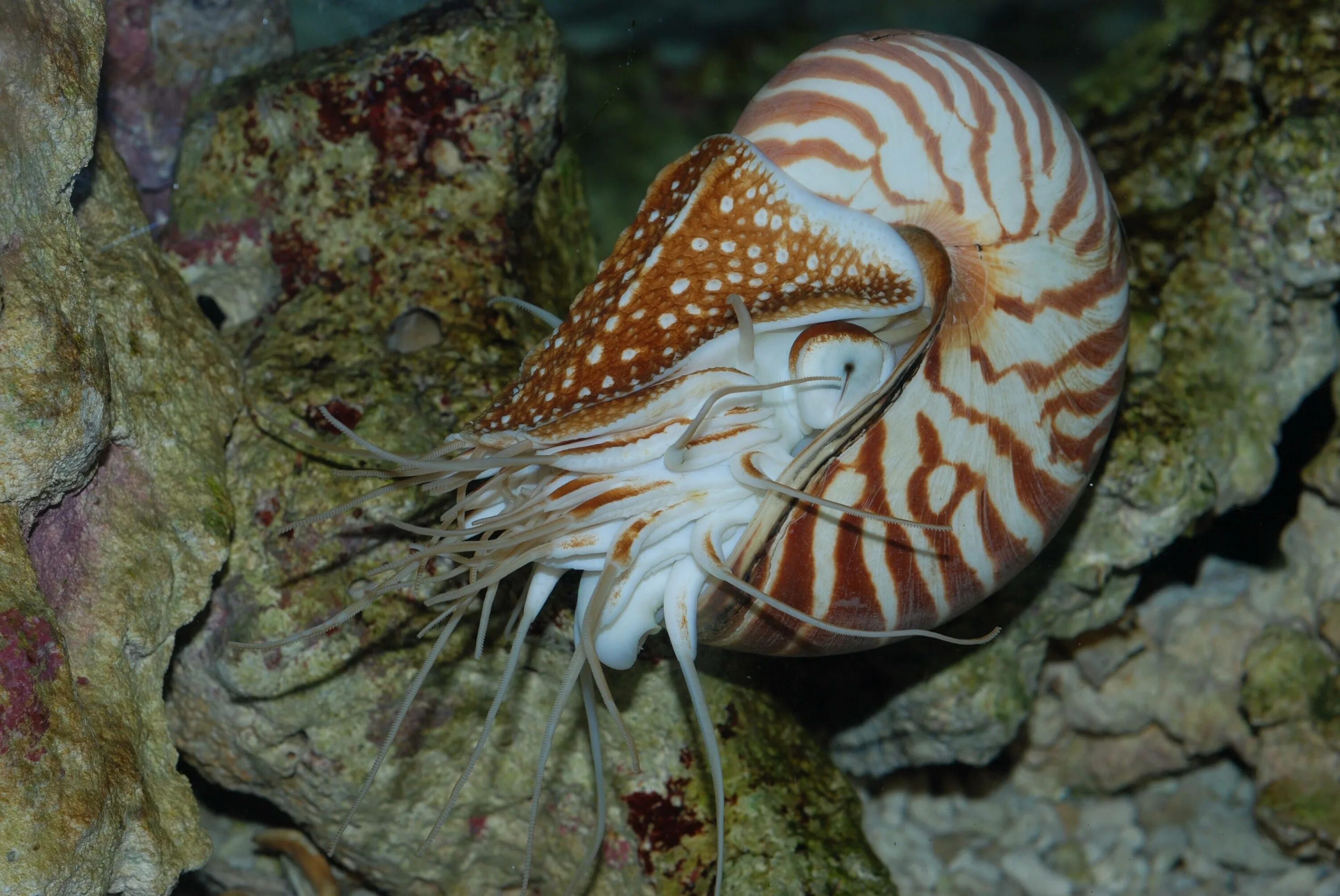 Двустворчатые моллюски щупальца. Тридакна. Королевский гребешок. Морской гребешок моллюск. Королевский гребешок.