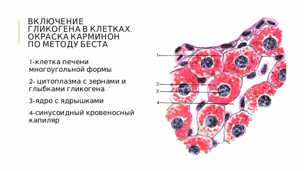 Гликоген в клетках печени. Включения гликогена в клетках печени свиньи. Включения гликогена гистология. Включения гликогена в клетках печени. Включения гликогена гистологический препарат.