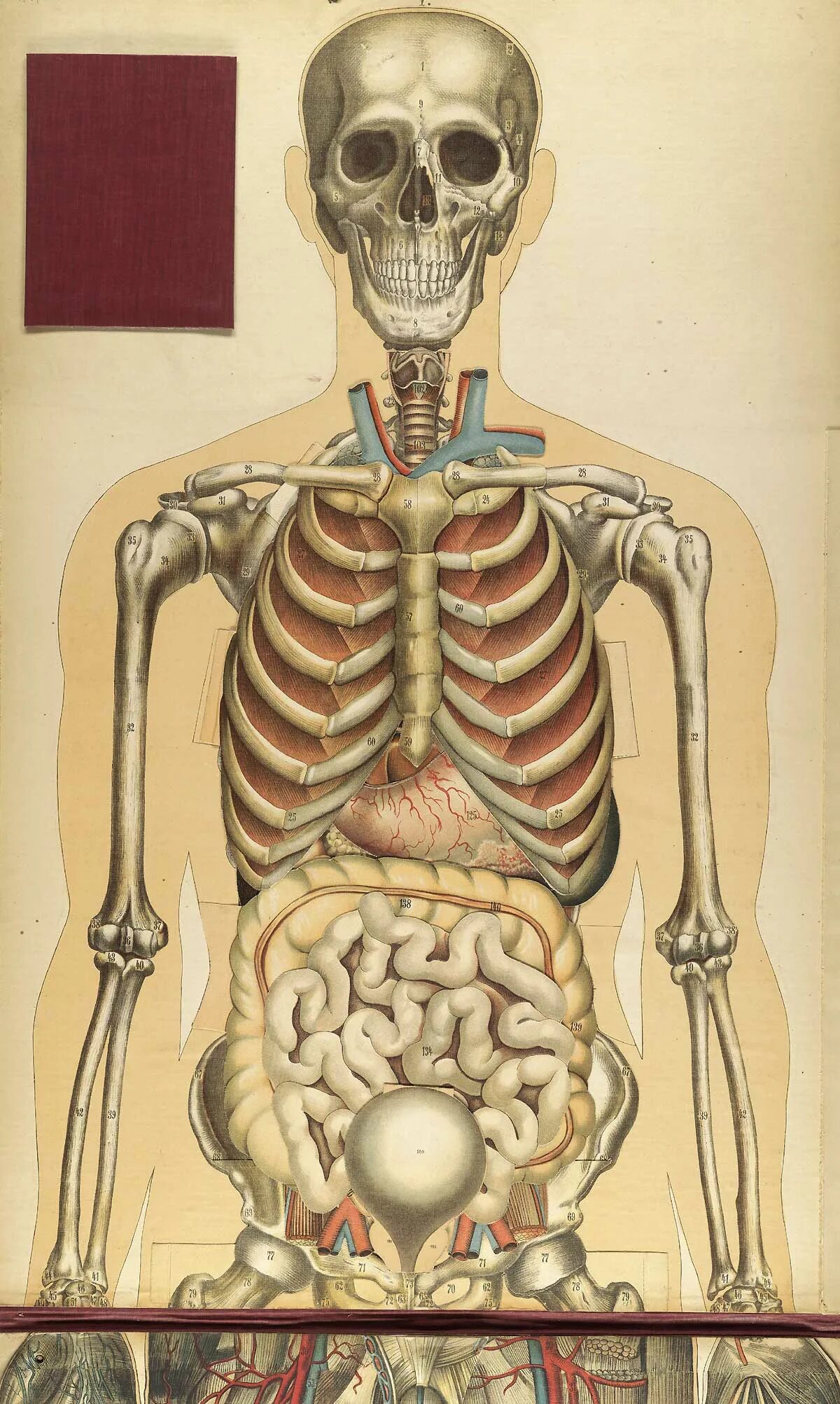 Скелет человека с внутренними органами. Скелет человека сморганами.