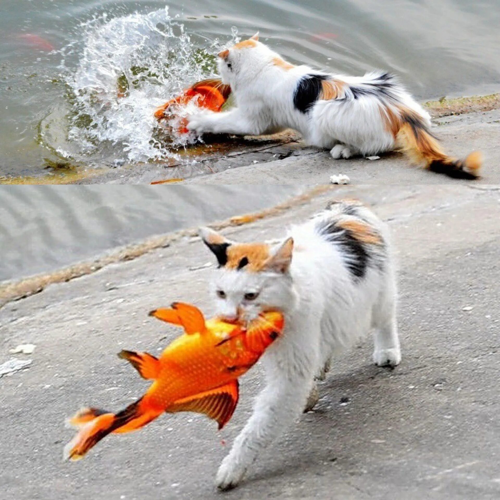Жадно ловлю. Кот с рыбой. Кот несет рыбу. Кот стащил рыбу. Кот ловит рыбу.