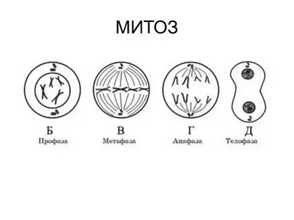Изобразить фазы митоза