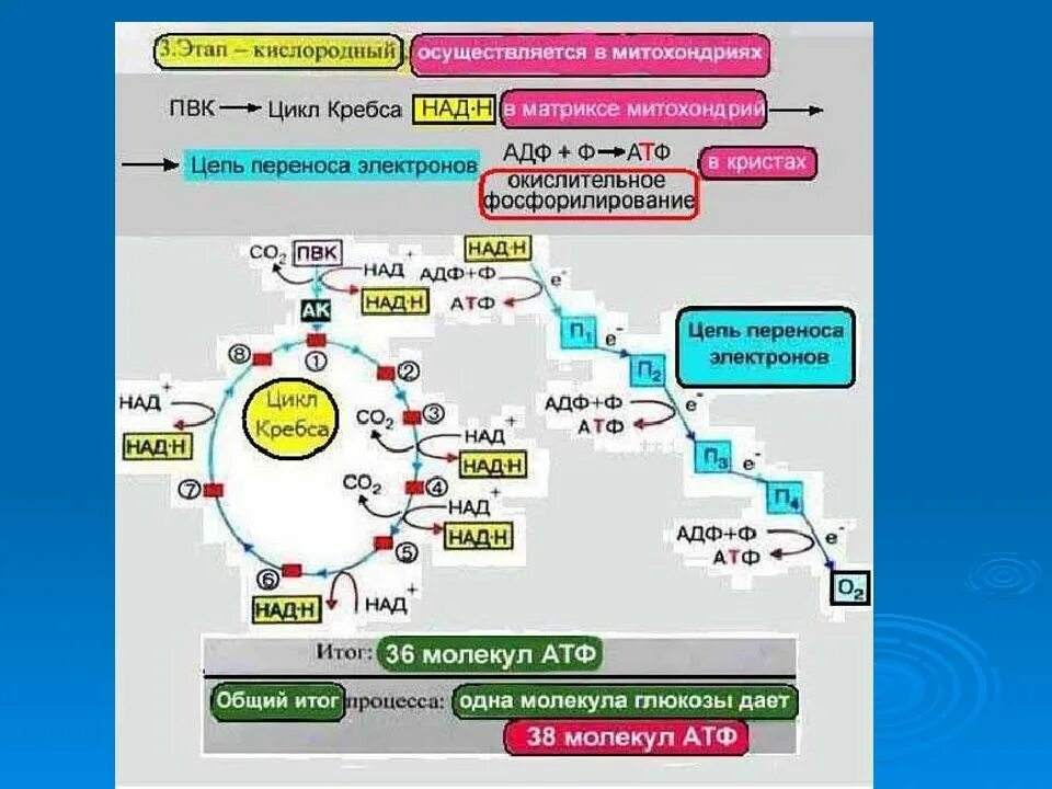 Сколько атф в кислородном этапе. Кислородный этап энергетического обмена цикл Кребса. Цикл Кребса кислородный этап. Этапы энергетического обмена цикл Кребса. Энергетические этапы цикл Кребса.
