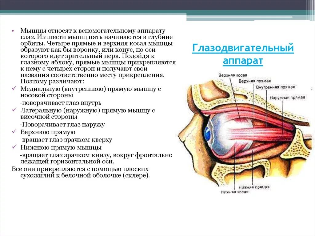 Имеет место крепления глазодвигательных мышц. Мышцы глазного яблока функции иннервация. Мышцы глаза анатомия иннервация. Строение глазодвигательного аппарата. Глазодвигательный аппарат глаза иннервация.