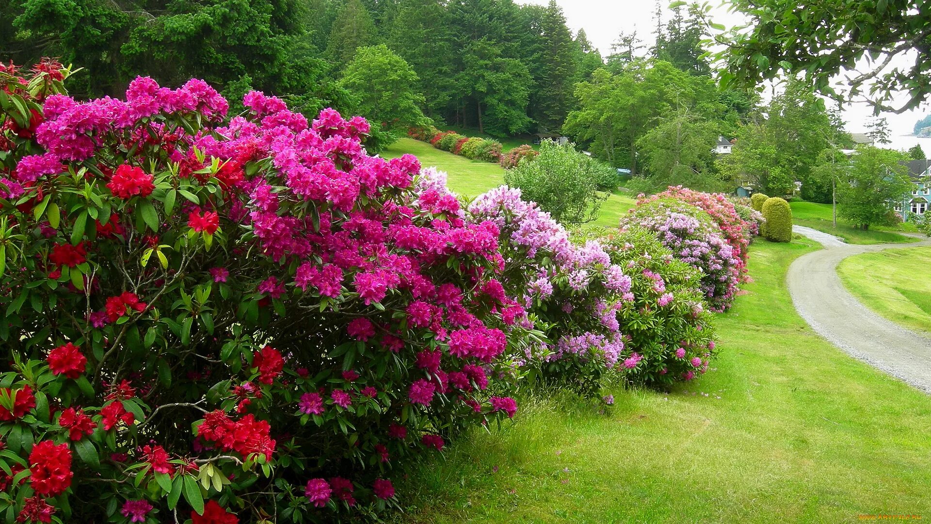 садовый кустарник 4