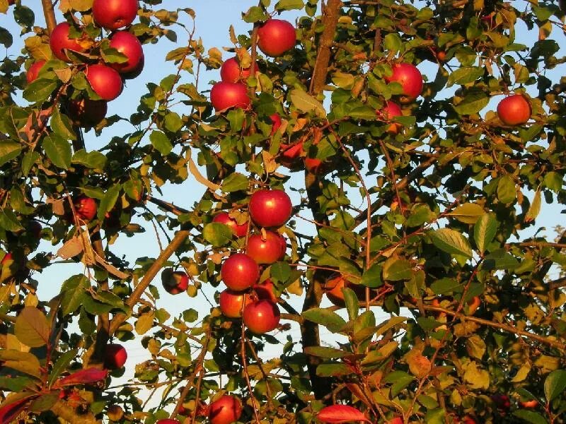 Рисование яблоня с золотыми яблоками в волшебном саду. Яблоня ермаковское. Надпись яблоко от яблони. Яблонька работа. Яблоня с золотыми яблоками в волшебном саду.