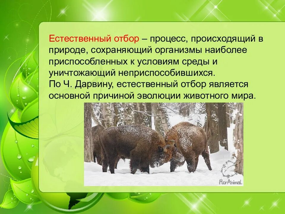 Эволюция естественный отбор биология. Чарльз Дарвин о причинах эволюции животного мира. Естественный отбор это в биологии. Естественный отбор определение