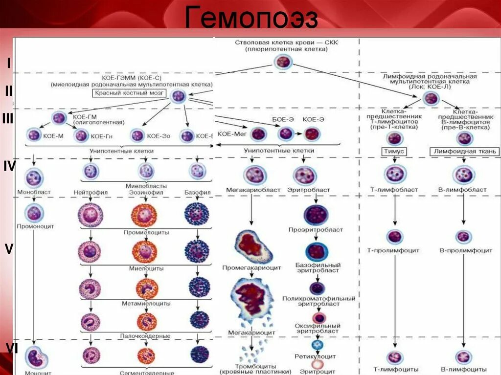 Стадии развития крови. Постэмбриональный гемопоэз схема кроветворения. Созревание клеток крови схема. Схема кроветворения стволовая клетка. Образование клеток крови схема.