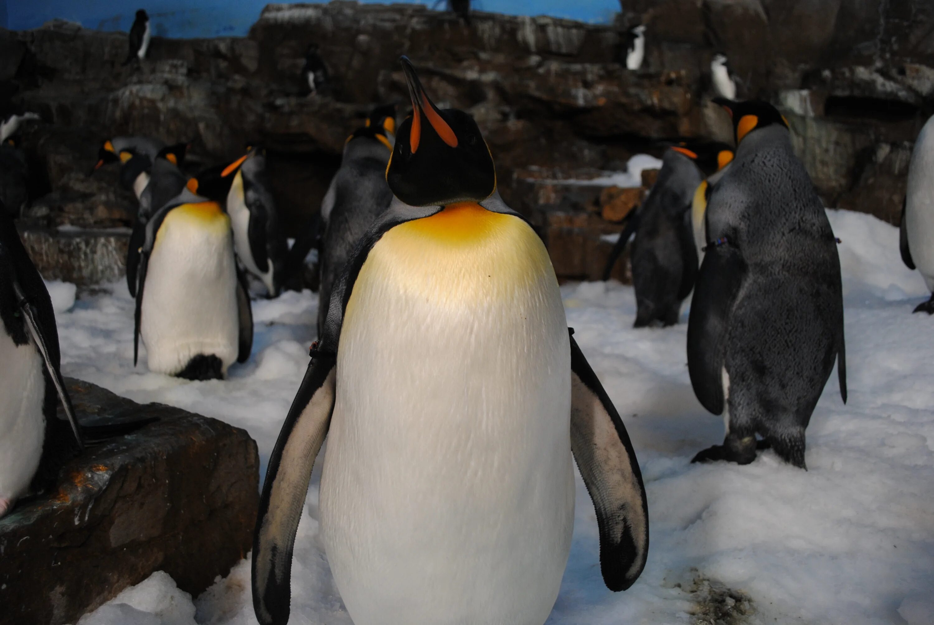 Пингвины в дикой природе. Императорский Пингвин высиживает яйцо. Пингвины Южный полюс. Животные Антарктиды. Северный полюс пингвины.