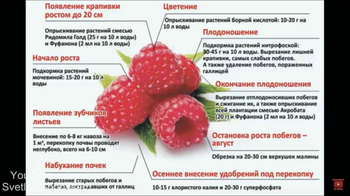 Сколько ложек малины. Схема обработки ремонтантной малины. схема подкормки малины. схемы подкормка ремонтантной малины. схема удобрения малины.