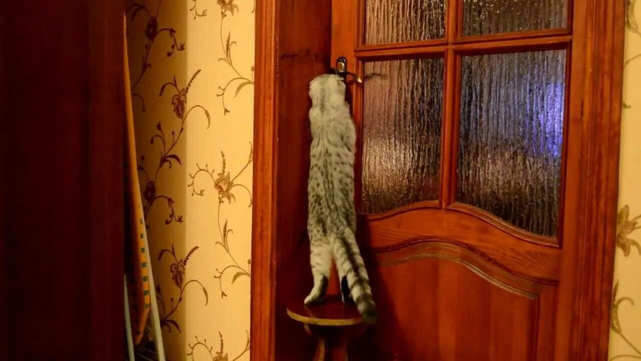 Кот открыл кран. Дверь для кота. Кошка открывает дверь. Дверка для кошки в дверь купе. Кошка за дверью.