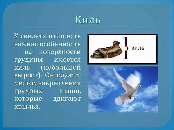 Наличие киля у птиц. Киль у птиц. функции киля у птиц. килем у птиц является. у птиц есть киль.