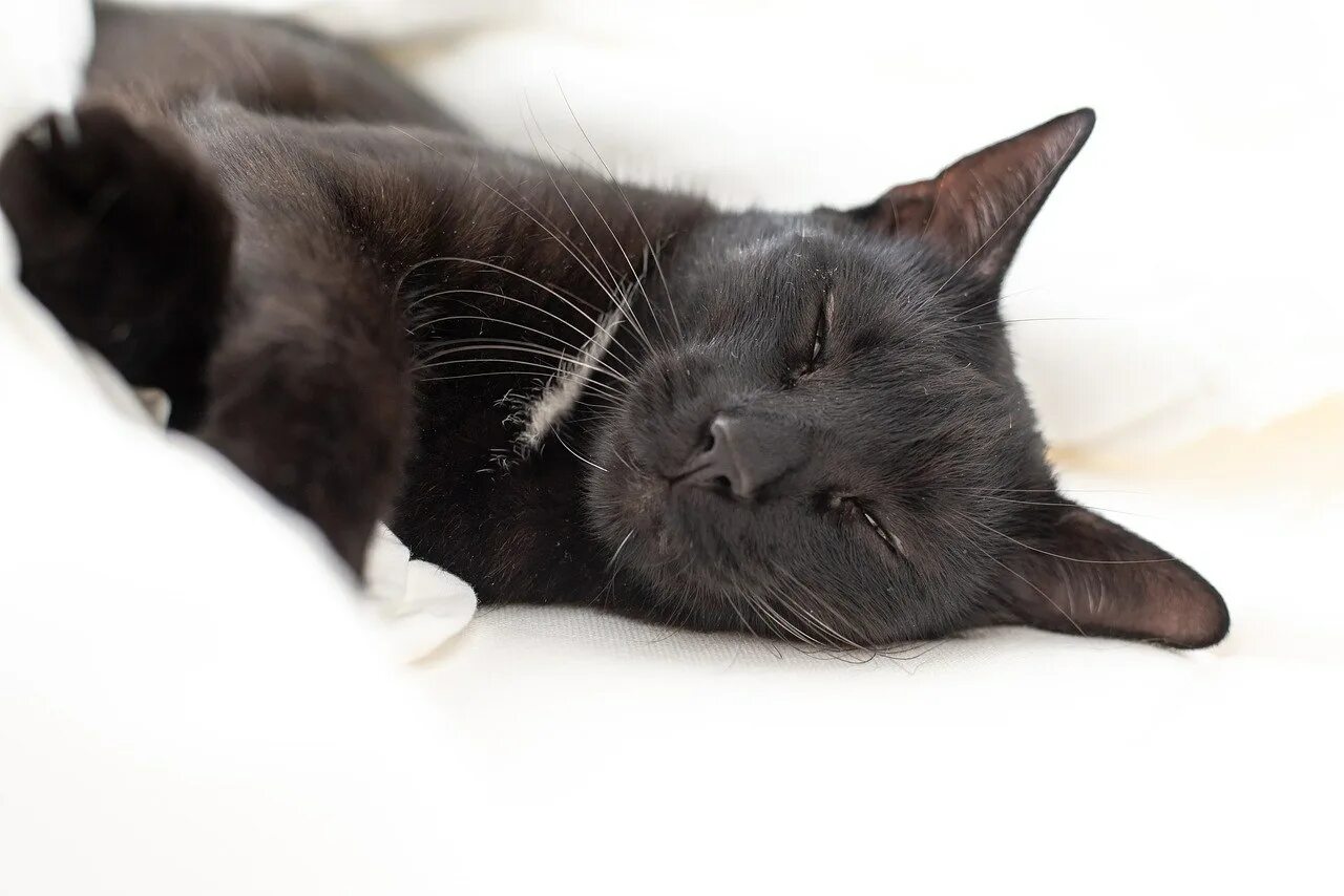 Черные котята во сне к чему снятся. Спящий кот. Чёрный кот. Спящий черный кот.