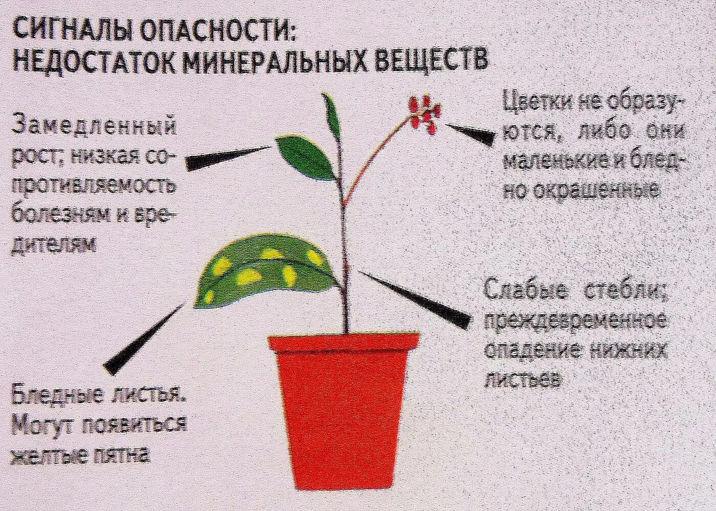Недостаток воды у растений. При недостатке удобрений комнатные растения. Схема удобрений комнатных растений. Переизбыток удобрений для растений.