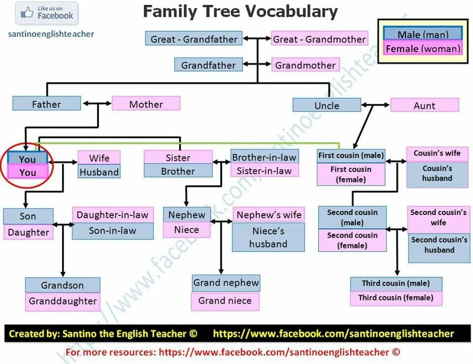 Related vocabulary. Family Vocabulary английский. Family Tree Vocabulary. Family Tree Vocabulary English. Семейное дерево на английском.