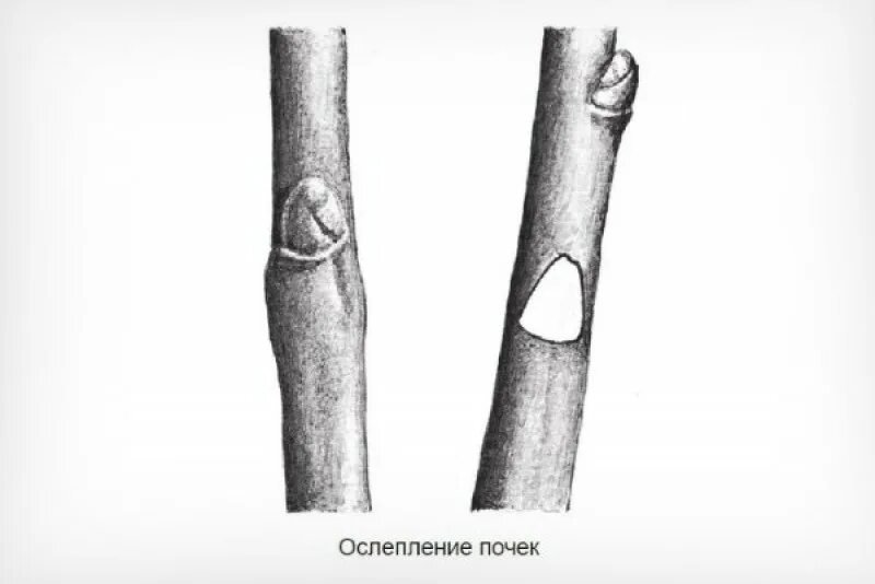 Кербовка плодовых деревьев. Ослепление почек плодовых деревьев. выломка побегов яблони. ослепление почек(глазков). что такое ослепление почки на винограде.