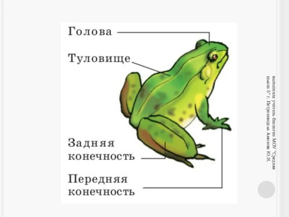 Внешнее строение земноводных лягушки. Отделы тела лягушки. внешнее строение земноводного лягушки. строение туловища лягушки. нарисовать внешнее строение лягушки.
