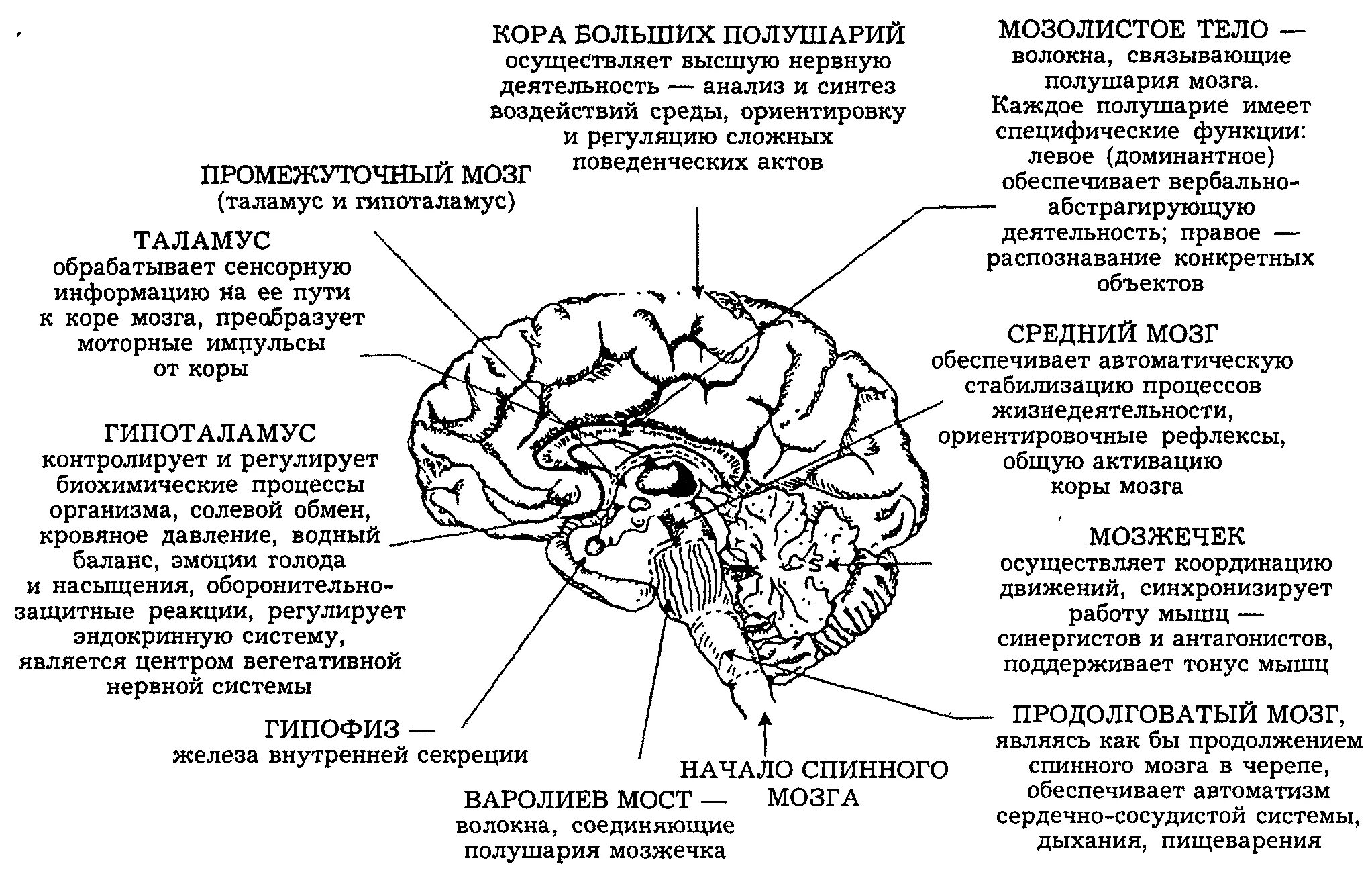 Строение и функции отделов головного мозга. Структура и строение головного мозга схема. Функции отделов головного мозга схема. Отделы головного мозга и их функции таблица анатомия. Основные центры внимания