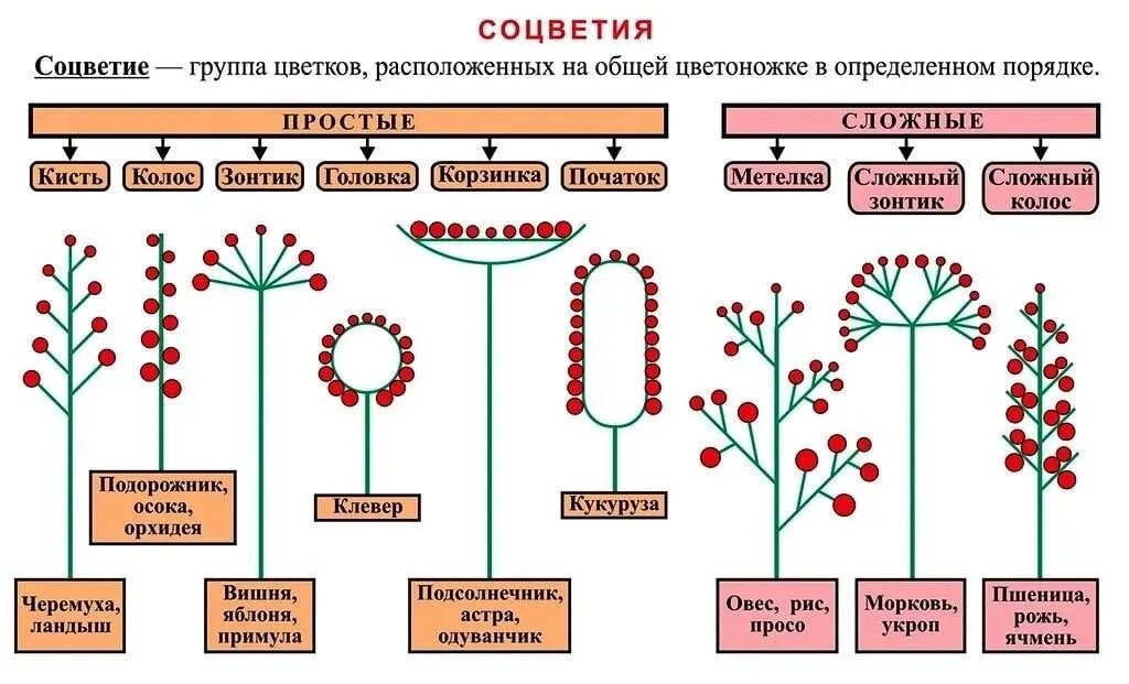 Соцветие сложный початок. Схема по биологии 6 класс соцветия. Схема типов соцветий 6 класс биология. Сложные соцветия 6 класс биология таблица. Схемы соцветий и примеры растений.