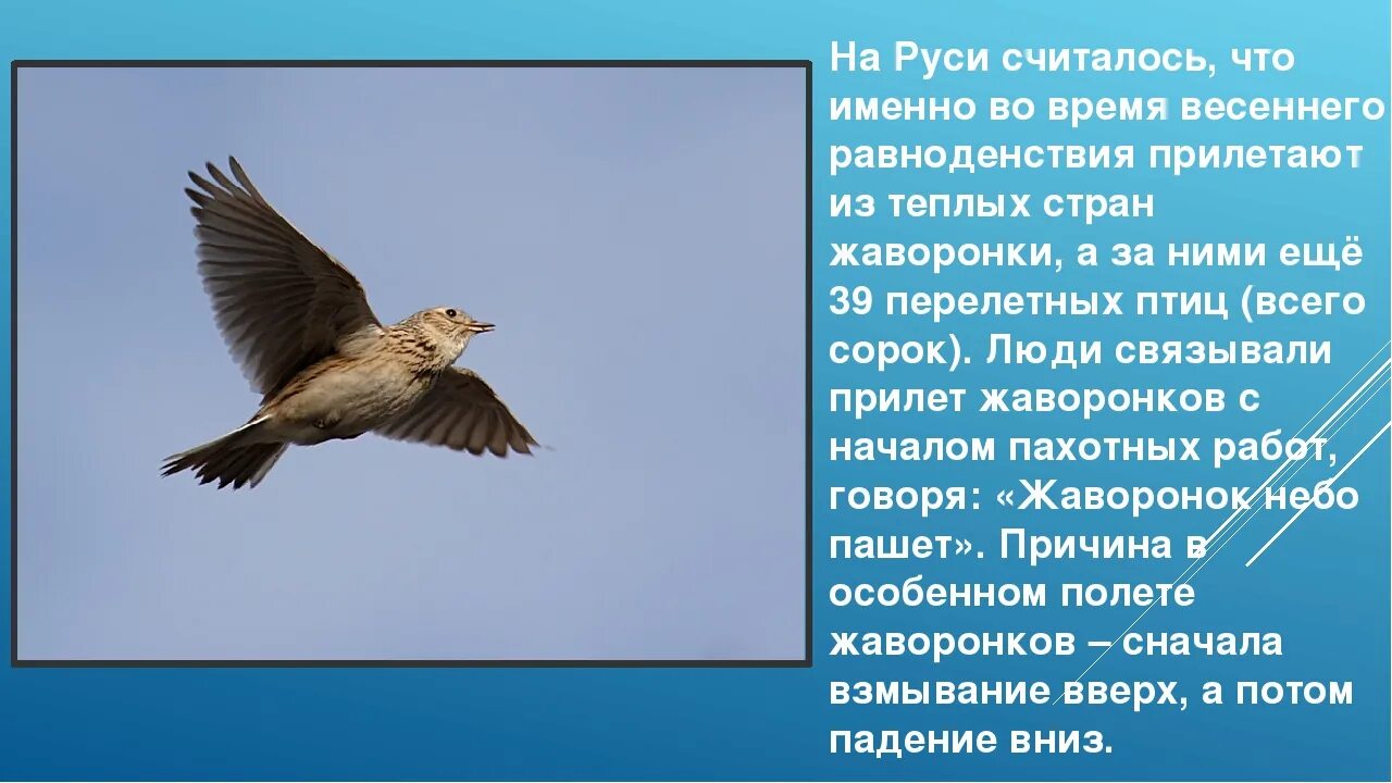 Песни жаворонков снова зазвенели в вышине. Жаворонки прилетели. Жаворонки птицы весной. Сороки Жаворонки. Жаворонки в небе.