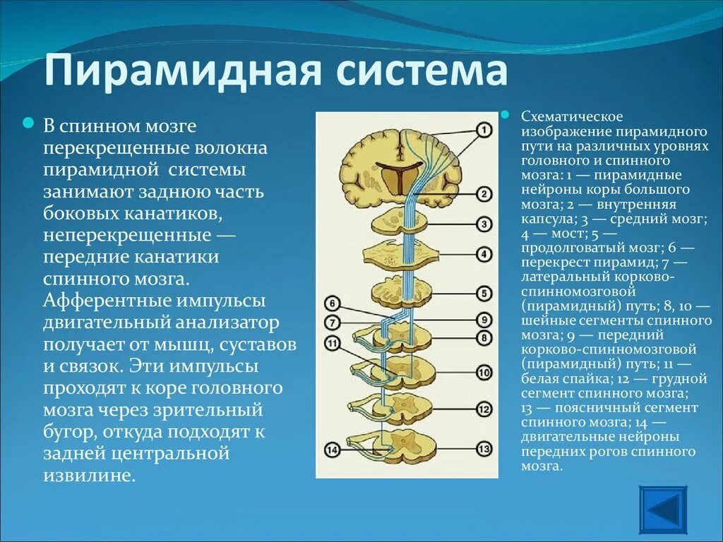Двигательный центр спинного мозга. Пирамидная система неврология. Пирамидная система неврология структура. Кортико пирамидный путь. Пирамидный путь нервной системы неврология.