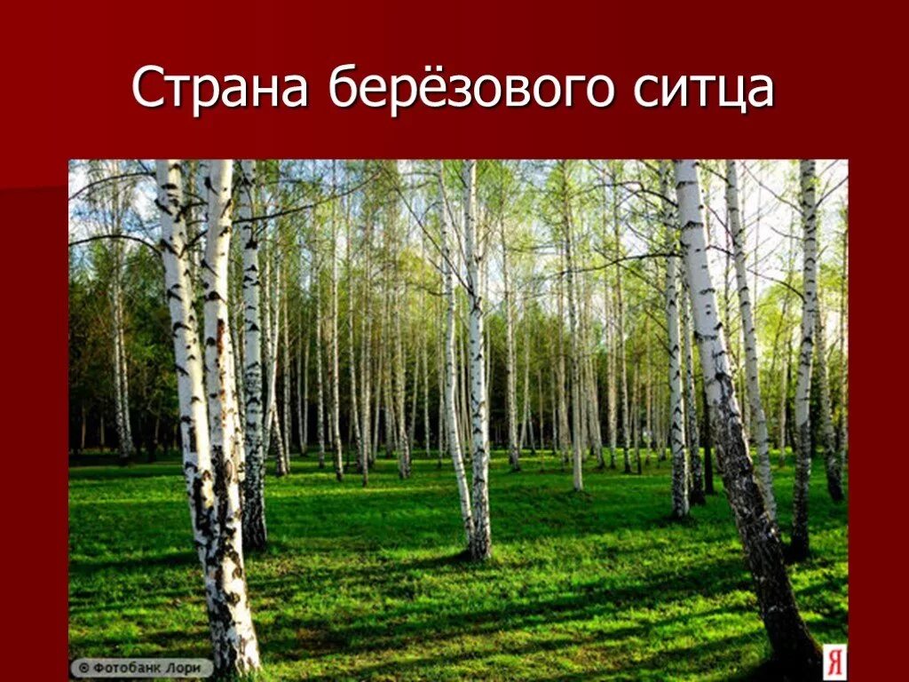 Роща презентация. Иван бунин «берёзовый лес». Тип леса березняк. Страна берёзового ситца есенин. Геркен максим викторович.