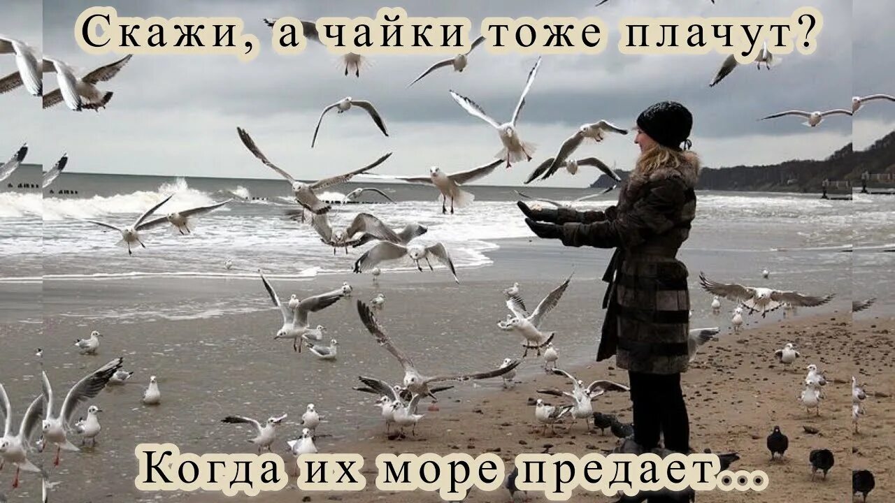Когда их море предает. А чайки тоже плачут. Скажи а чайки тоже. Стих а чайки тоже плачут. Стих а чайки тоже плачут.