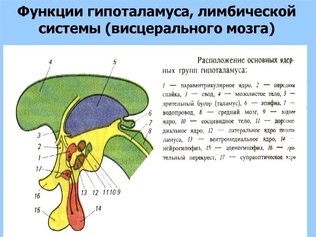 Функции заднего отдела. Отделы гипоталамуса. ядра гипоталамуса. гипоталамус строение и функции. расположение ядер в гипоталамусе.