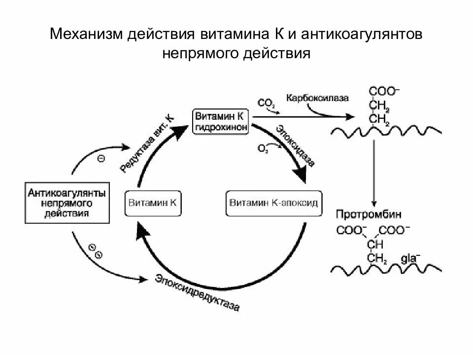 Схема метаболизма витамина д3. Механизм действия витамина д. Механизм образования витамина д. Метаболизм витамина д в организме схема. Витамин д3 синтез в организме.