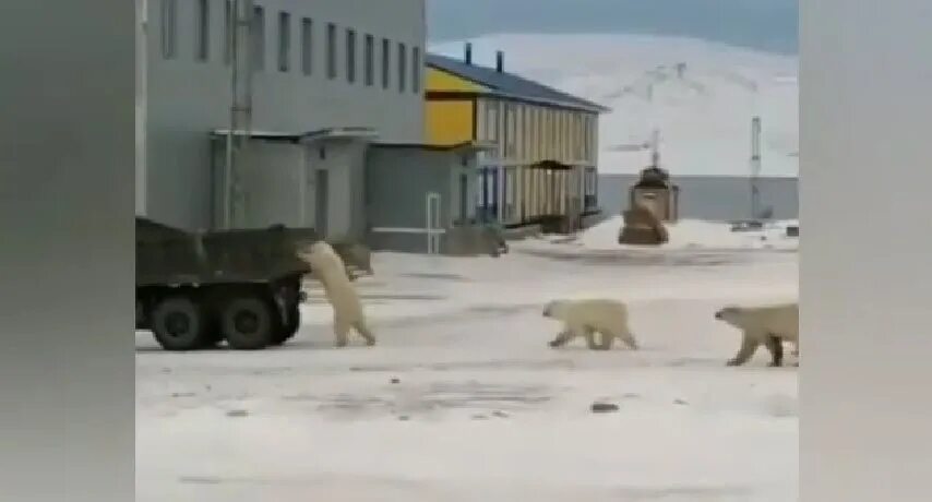 Белый медведь в Якутии. Белый медведь и КАМАЗ. Новая земля белые медведи. Белый медведь бег