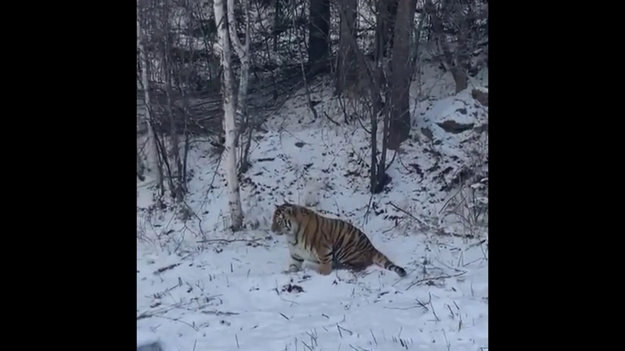 Тигры в хабаровском крае последние новости. Хищные животные. Амурского тигра. Тигры в хабаровском крае последние новости. Тигры в хабаровском крае последние новости.