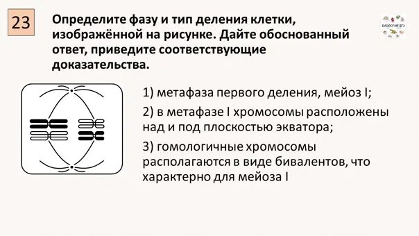 На рисунке изображена фаза деления клетки. Типы и фазы деления диплоидной клетки. Тип деления диплоидной клетки. Фазы деления депооидной клеьк.. Фазы деления диплоидной клетки.