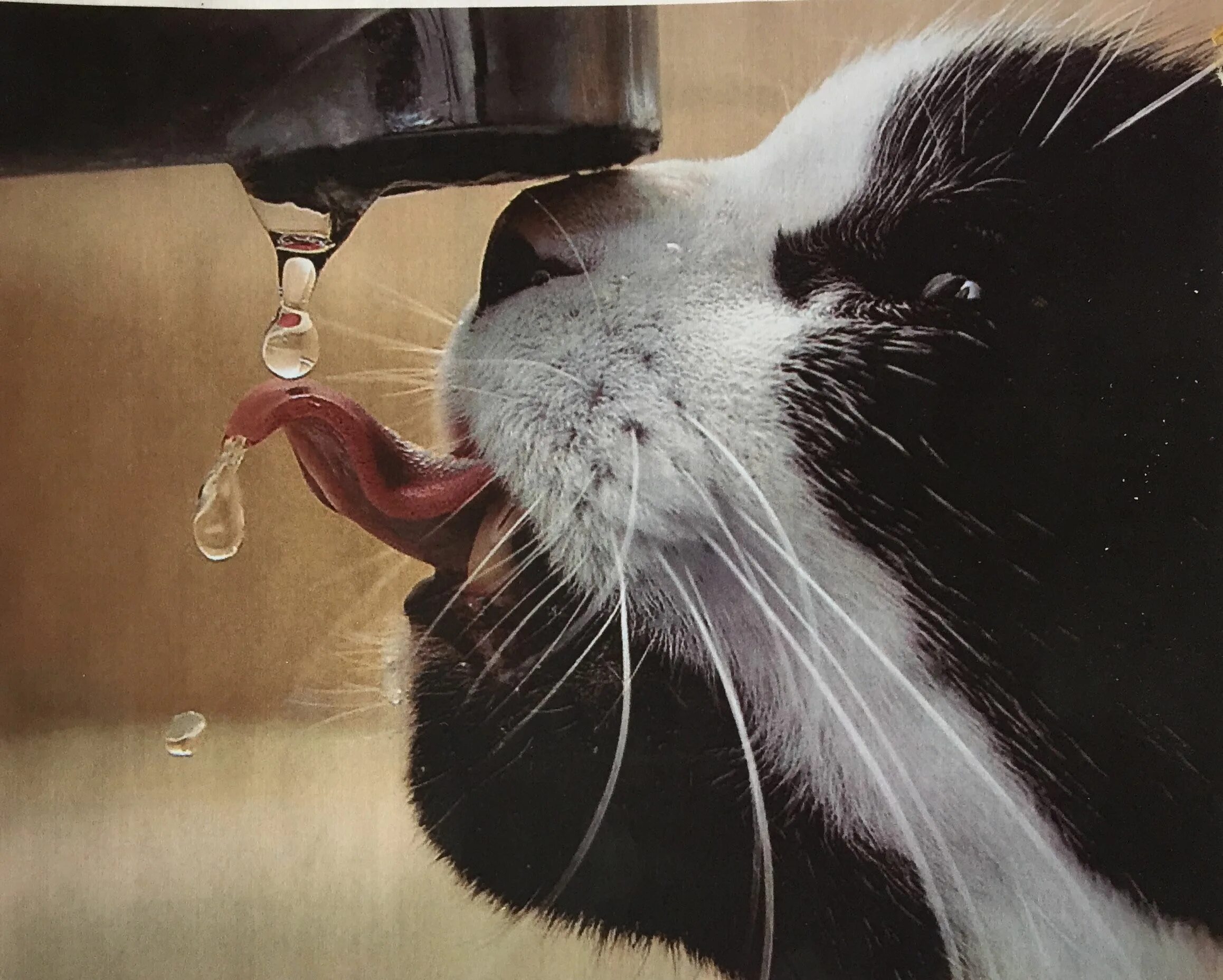 После рыбы хочется пить. Кот пьет воду. Кошка лакает воду. Кот пьет из крана. Животные пьют воду.
