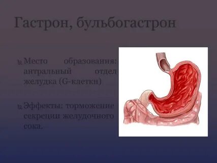 Антральный отдел желудка что это такое