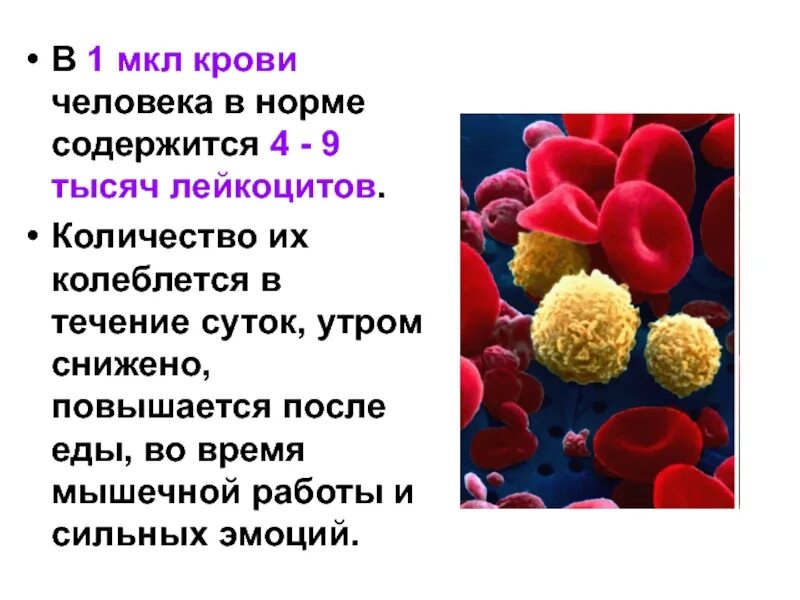 Лейкоциты человека содержат. Функции лейкоцитов в крови человека. вывод о крови человека. фото лейкоцитов крови человека. лейкоциты 1000 в крови.